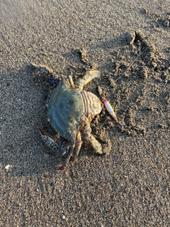 ワタリガニの釣果