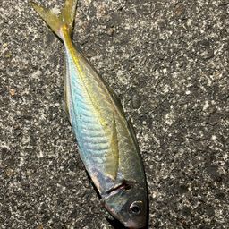 アジ