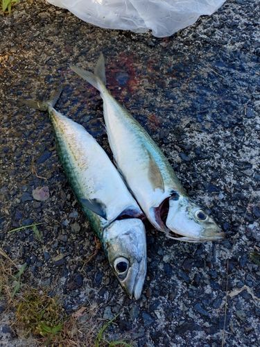 サバの釣果