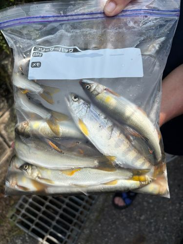 アユの釣果