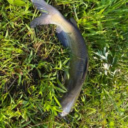 アメリカナマズ