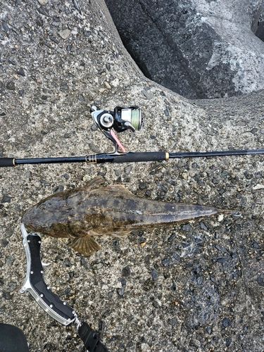 マゴチの釣果