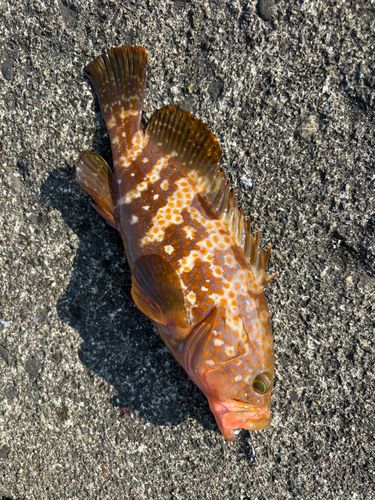 キジハタの釣果