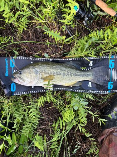 ブラックバスの釣果