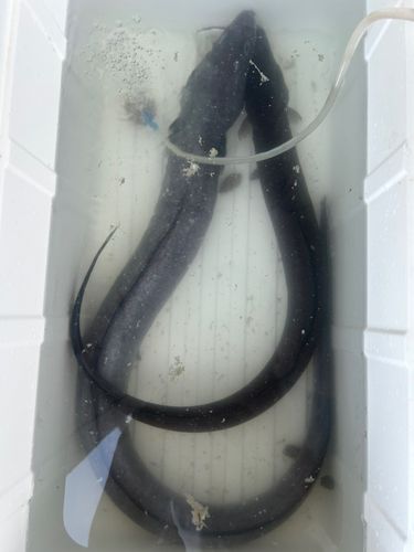 クロアナゴの釣果