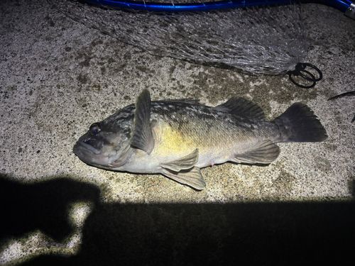 クロソイの釣果