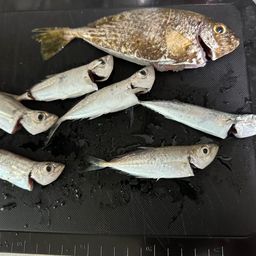 アイゴ
