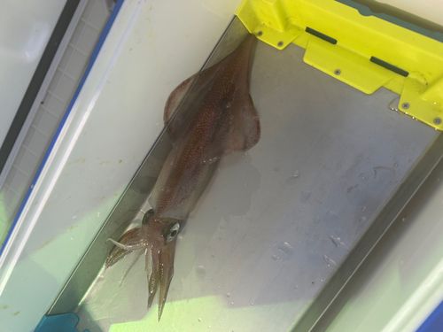 ケンサキイカの釣果
