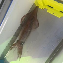 ケンサキイカ