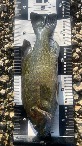 スモールマウスバスの釣果