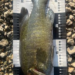 スモールマウスバス