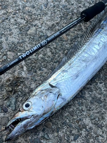 タチウオの釣果