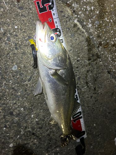 フッコ（マルスズキ）の釣果