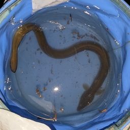 ウナギ