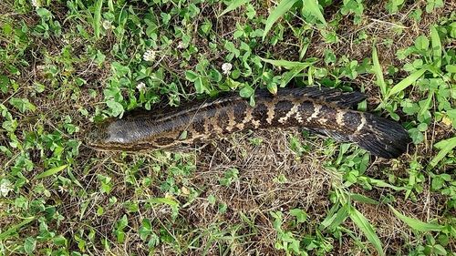 カムルチーの釣果
