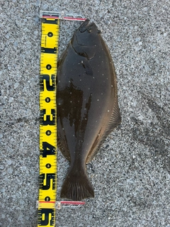 ヒラメの釣果