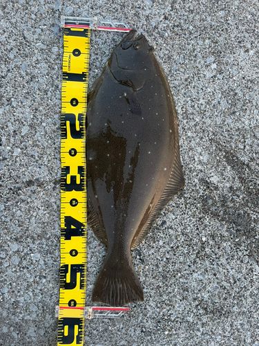 ヒラメの釣果