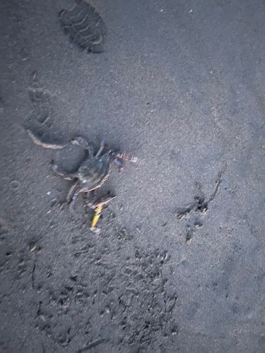 カニの釣果