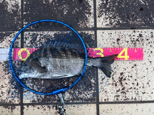 クロダイの釣果
