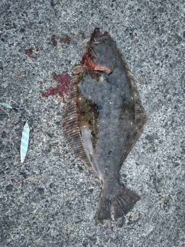 ヒラメの釣果