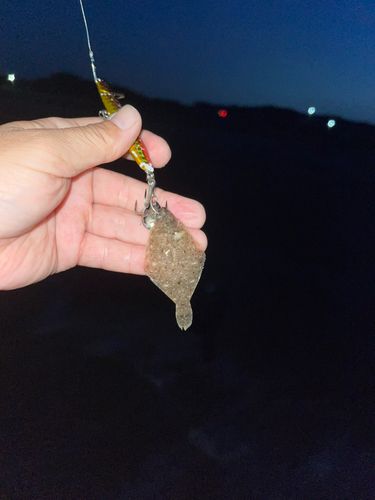 カレイの釣果