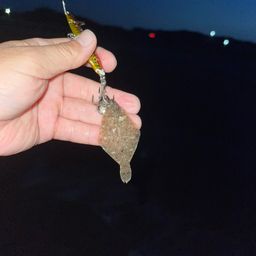 カレイ