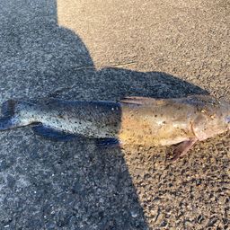 アメリカンキャットフィッシュ