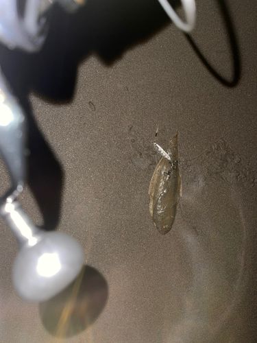 シタビラメの釣果