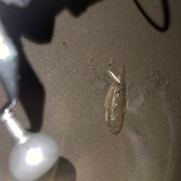 シタビラメ
