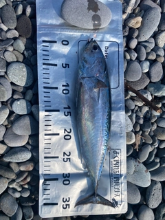 ソウダガツオの釣果