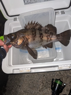 メバルの釣果
