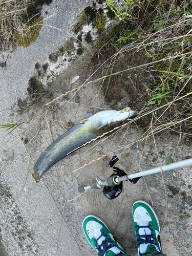 ナマズの釣果