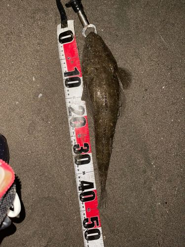 マゴチの釣果