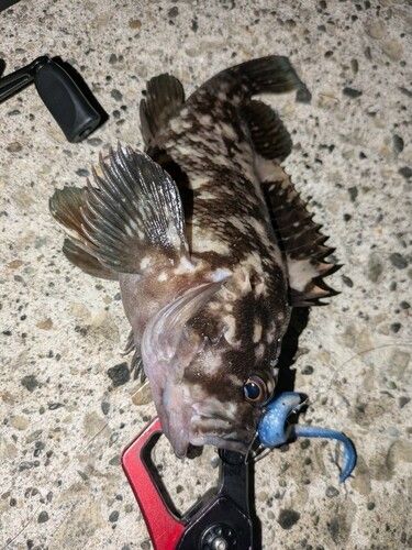 ムラソイの釣果