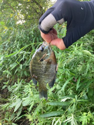 ブルーギルの釣果