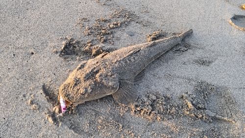 マゴチの釣果