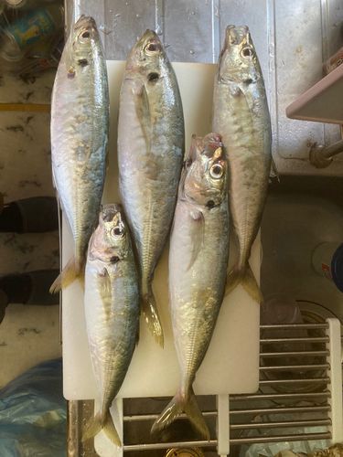 マルアジの釣果
