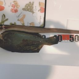 クロガシラガレイ