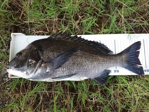チヌの釣果