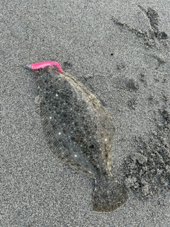 ソゲの釣果