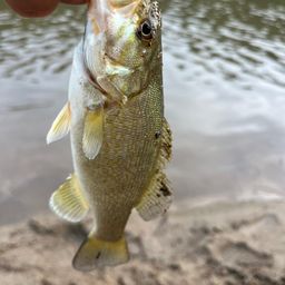 スモールマウスバス