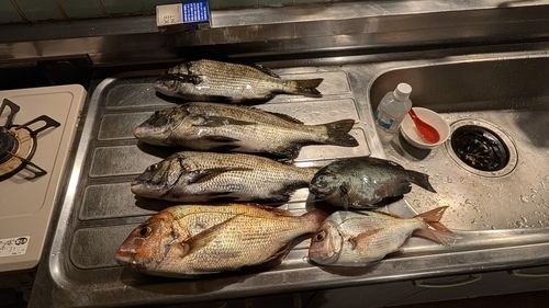 マダイの釣果