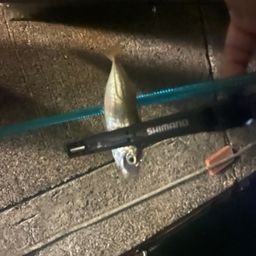 アジ