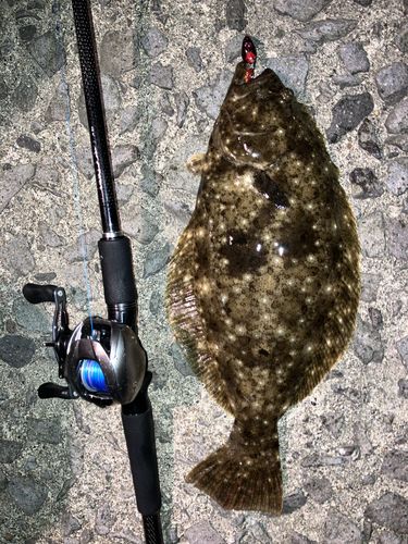 ヒラメの釣果