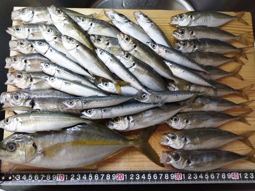 アジの釣果
