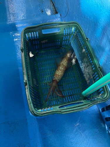 ケンサキイカの釣果