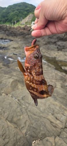 キジハタの釣果