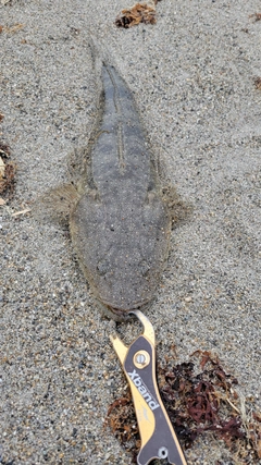 コチの釣果