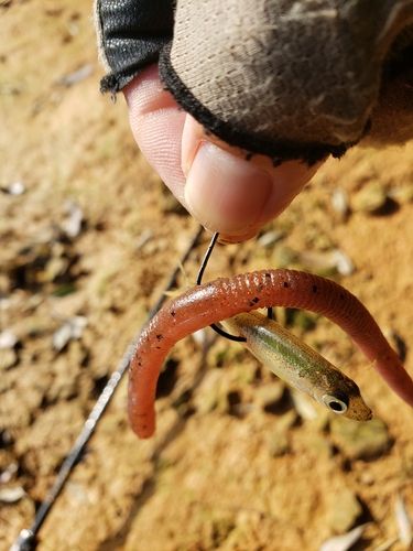 ワカサギの釣果