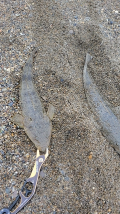 コチの釣果
